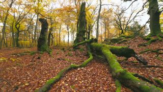 Link to Video | landscape, tree, autumn leaf color, autumn, coarse woody debris, vegetation, trunk, forest, nature