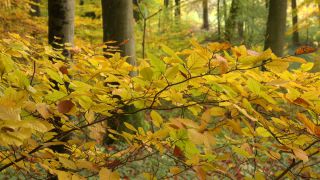 Link to Video | tree, autumn leaf color, autumn, foliage, trunk, forest, nature