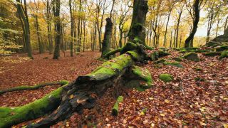 Link to Video | landscape, tree, autumn leaf color, autumn, coarse woody debris, vegetation, trunk, forest, nature