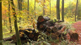 Link to Video | tree, autumn leaf color, autumn, foliage, trunk, forest, nature
