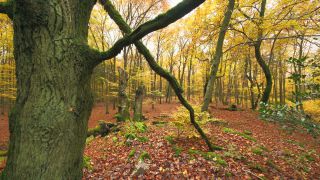 Link to Video | landscape, tree, autumn leaf color, autumn, coarse woody debris, vegetation, trunk, forest, nature