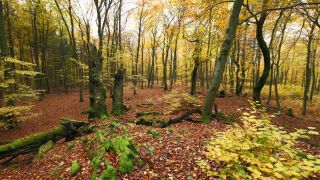 Link to Video | landscape, tree, autumn leaf color, autumn, coarse woody debris, vegetation, trunk, forest, nature