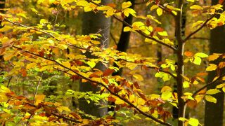 Link to Video | tree, autumn leaf color, autumn, foliage, trunk, forest, nature