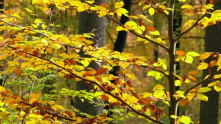 Link to Video | tree, autumn leaf color, autumn, foliage, trunk, forest, nature