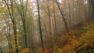 Link to Video | landscape, tree, autumn leaf color, autumn, vegetation, season, fog, aerial shot, woody plant, nature