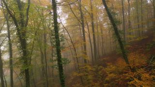 Link to Video | landscape, tree, autumn leaf color, autumn, vegetation, season, fog, aerial shot, woody plant, nature