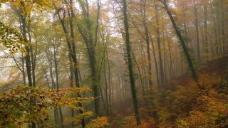 Link to Video | landscape, tree, autumn leaf color, autumn, vegetation, season, fog, aerial shot, woody plant, nature