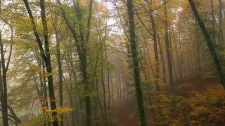 Link zum Video | Landschaft, Baum, Herbstfärbung, Herbst, Vegetation, Jahreszeit, Nebel, Luftaufnahme, Gehölz, Natur