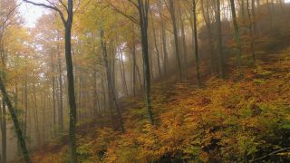 Link to Video | landscape, tree, autumn leaf color, autumn, vegetation, season, fog, aerial shot, woody plant, nature