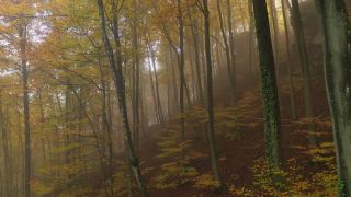 Link to Video | landscape, tree, autumn leaf color, autumn, vegetation, season, fog, aerial shot, woody plant, nature