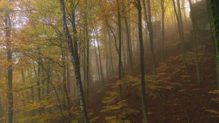 Link to Video | landscape, tree, autumn leaf color, autumn, vegetation, season, fog, aerial shot, woody plant, nature