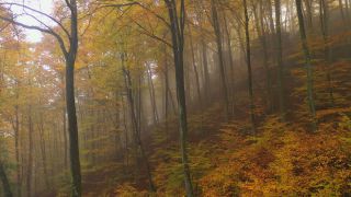 Link to Video | landscape, tree, autumn leaf color, autumn, vegetation, season, fog, aerial shot, woody plant, nature