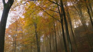 Link to Video | landscape, tree, autumn leaf color, autumn, vegetation, season, fog, aerial shot, woody plant, nature