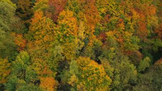Link zum Video | Baum, Vogelperspektive, Herbstfärbung, Laubwald, Herbst, Laubbaum, Laub, Vegetation, Jahreszeit, Wald, Luftaufnahme, Gehölz, Natur