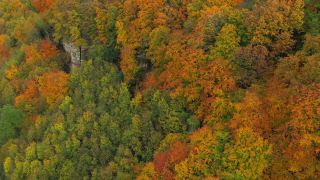 Link to Video | tree, bird's-eye view, autumn leaf color, deciduous forest, autumn, broad-leaved tree, foliage, vegetation, season, forest, aerial shot, woody plant, nature