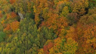 Link to Video | tree, bird's-eye view, autumn leaf color, deciduous forest, autumn, broad-leaved tree, foliage, vegetation, season, forest, aerial shot, woody plant, nature