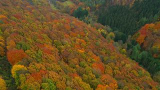 Link zum Video | Farbe, Vogelperspektive, Herbstfärbung, Herbst, Waldzustand, Laub, Vegetation, Waldzustandsbericht, bunt, Wald, Luftaufnahme, Bunt, Kastel-Staadt, Gehölz, Natur
