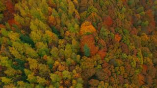 Link to Video | color, bird's-eye view, autumn leaf color, autumn, Waldzustand, foliage, vegetation, Waldzustandsbericht, multicolored, forest, aerial shot, Bunt, Kastel-Staadt, woody plant, nature
