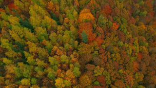 Link to Video | color, bird's-eye view, autumn leaf color, autumn, Waldzustand, foliage, vegetation, Waldzustandsbericht, multicolored, forest, aerial shot, Bunt, Kastel-Staadt, woody plant, nature