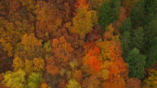 Link to Video | color, bird's-eye view, autumn leaf color, autumn, Waldzustand, foliage, vegetation, Waldzustandsbericht, multicolored, forest, aerial shot, Bunt, Kastel-Staadt, woody plant, nature