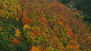 Link zum Video | Farbe, Vogelperspektive, Herbstfärbung, Herbst, Waldzustand, Laub, Vegetation, Waldzustandsbericht, bunt, Wald, Luftaufnahme, Bunt, Kastel-Staadt, Gehölz, Natur