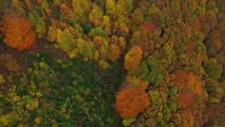 Link zum Video | Farbe, Vogelperspektive, Herbstfärbung, Herbst, Waldzustand, Laub, Vegetation, Waldzustandsbericht, bunt, Wald, Luftaufnahme, Bunt, Kastel-Staadt, Gehölz, Natur