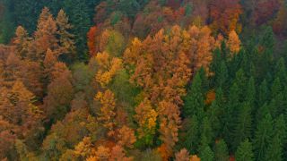 Link to Video | color, bird's-eye view, autumn leaf color, autumn, Waldzustand, foliage, vegetation, Waldzustandsbericht, multicolored, forest, aerial shot, Bunt, Kastel-Staadt, woody plant, nature