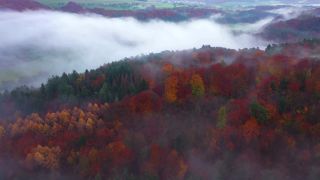 Link to Video | landscape, tree, autumn leaf color, Rhineland-Palatinate, autumn, Germany, season, fog, forest, Trassem, woody plant, nature