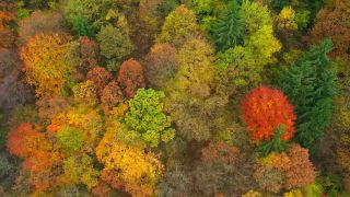 Link to Video | color, bird's-eye view, autumn leaf color, autumn, Waldzustand, foliage, vegetation, Waldzustandsbericht, multicolored, forest, aerial shot, Bunt, Kastel-Staadt, woody plant, nature