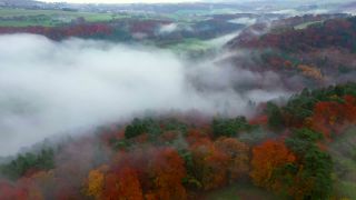 Link to Video | landscape, tree, autumn leaf color, Rhineland-Palatinate, autumn, Germany, season, fog, forest, Trassem, woody plant, nature