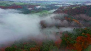Link zum Video | Landschaft, Baum, Herbstfärbung, Rheinland-Pfalz, Herbst, Deutschland, Jahreszeit, Nebel, Wald, Trassem, Gehölz, Natur