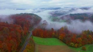 Link to Video | landscape, tree, autumn leaf color, Rhineland-Palatinate, autumn, Germany, season, fog, forest, Trassem, woody plant, nature