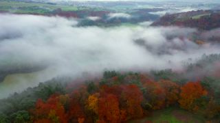 Link zum Video | Landschaft, Baum, Herbstfärbung, Rheinland-Pfalz, Herbst, Deutschland, Jahreszeit, Nebel, Wald, Trassem, Gehölz, Natur