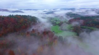 Link to Video | landscape, tree, autumn leaf color, Rhineland-Palatinate, autumn, Germany, season, fog, forest, Trassem, woody plant, nature