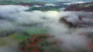 Link zum Video | Landschaft, Baum, Herbstfärbung, Rheinland-Pfalz, Herbst, Deutschland, Jahreszeit, Nebel, Wald, Trassem, Gehölz, Natur