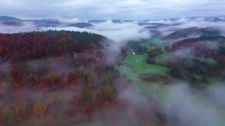 Link to Video | landscape, tree, autumn leaf color, Rhineland-Palatinate, autumn, Germany, season, fog, forest, Trassem, woody plant, nature