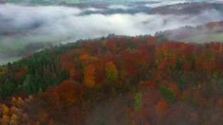 Link to Video | landscape, tree, autumn leaf color, Rhineland-Palatinate, autumn, Germany, season, fog, forest, Trassem, woody plant, nature