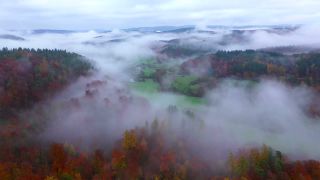 Link to Video | landscape, tree, autumn leaf color, Rhineland-Palatinate, autumn, Germany, season, fog, forest, Trassem, woody plant, nature