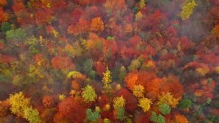 Link to Video | landscape, tree, autumn leaf color, Rhineland-Palatinate, autumn, Germany, season, fog, forest, Trassem, woody plant, nature