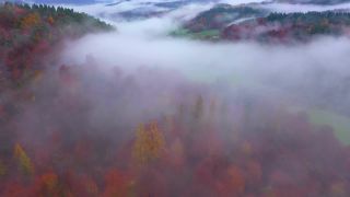 Link zum Video | Landschaft, Baum, Herbstfärbung, Rheinland-Pfalz, Herbst, Deutschland, Jahreszeit, Nebel, Wald, Trassem, Gehölz, Natur