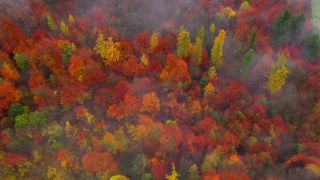Link to Video | landscape, tree, autumn leaf color, Rhineland-Palatinate, autumn, Germany, season, fog, forest, Trassem, woody plant, nature
