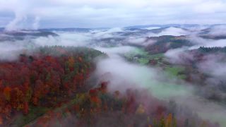 Link zum Video | Landschaft, Baum, Herbstfärbung, Rheinland-Pfalz, Herbst, Deutschland, Jahreszeit, Nebel, Wald, Trassem, Gehölz, Natur