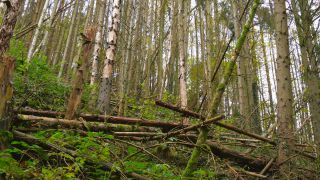 Link zum Video | Baum, Waldsterben, Waldzustand, Nadelwald, Waldzustandsbericht, Waldsterben, Wald, Nadelbaum, Schaden, Borkenkäfer, Natur