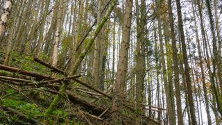 Link to Video | tree, forest dieback, Waldzustand, coniferous forest, Waldzustandsbericht, forest degradation, forest, conifer, Schaden, Scolytinae, nature