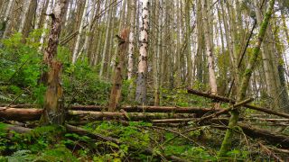 Link to Video | tree, forest dieback, Waldzustand, coniferous forest, Waldzustandsbericht, forest degradation, forest, conifer, Schaden, Scolytinae, nature