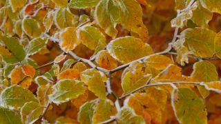 Link zum Video | Herbst, Flora, Jahreszeit, Natur