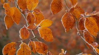 Link to Video | autumn, flora, season, nature