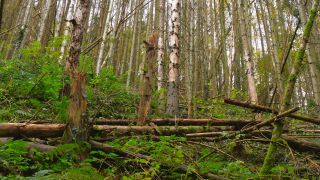 Link to Video | tree, forest dieback, Waldzustand, coniferous forest, Waldzustandsbericht, forest degradation, forest, conifer, Schaden, Scolytinae, nature