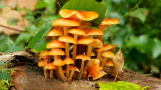Link to Video | autumn, flora, season, nature