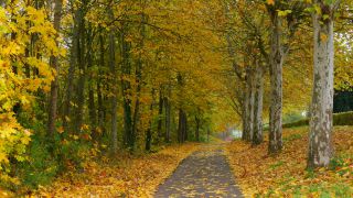 Link to Video | autumn, flora, season, nature